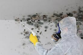 Best Mold Odor Removal Services  in Hutchinson, MN